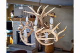 Antler Chandelier - 10 Light White Tail DeerAntler Chandelier - 10 Light White Tail Deer