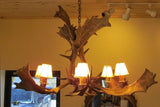 Antler Chandelier - 6 Light Fallow Hanging