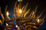 stunning deer chandelier